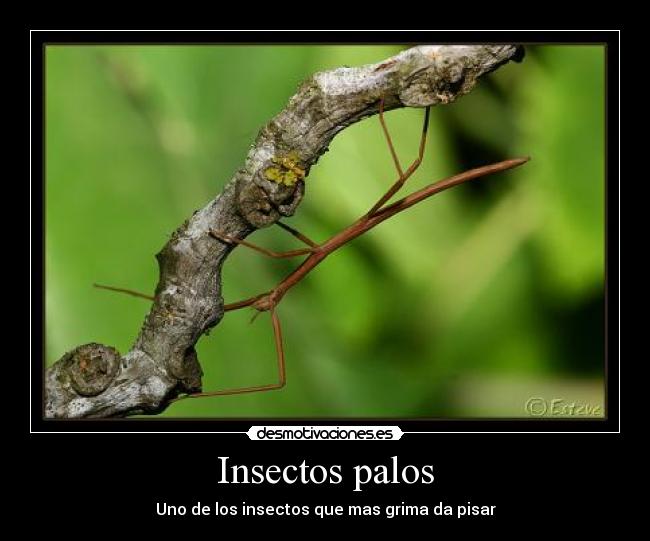 Insectos palos - Uno de los insectos que mas grima da pisar