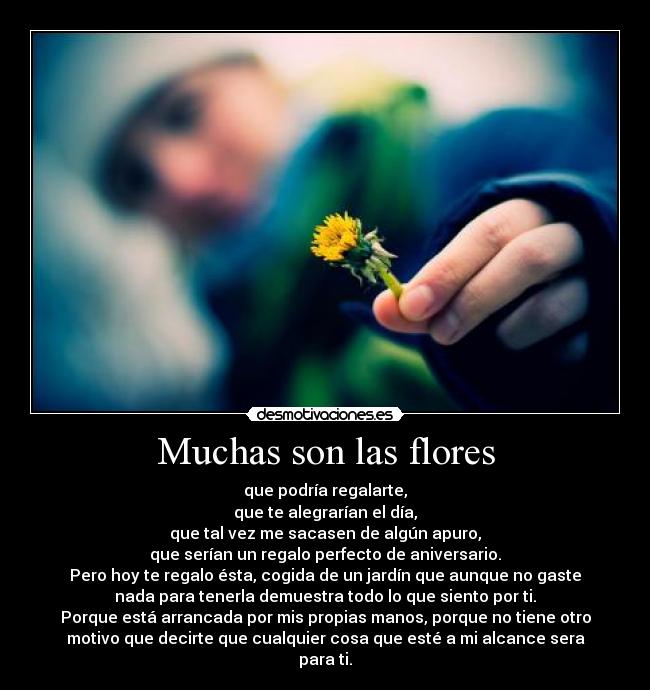 Muchas son las flores - 