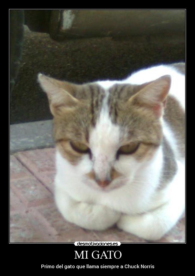 MI GATO -