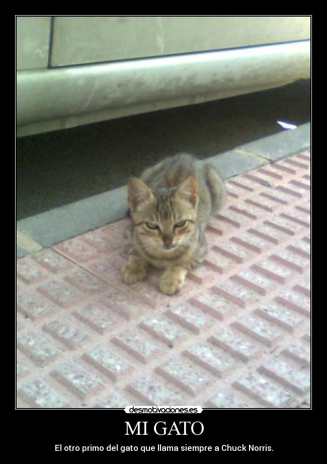 MI GATO -