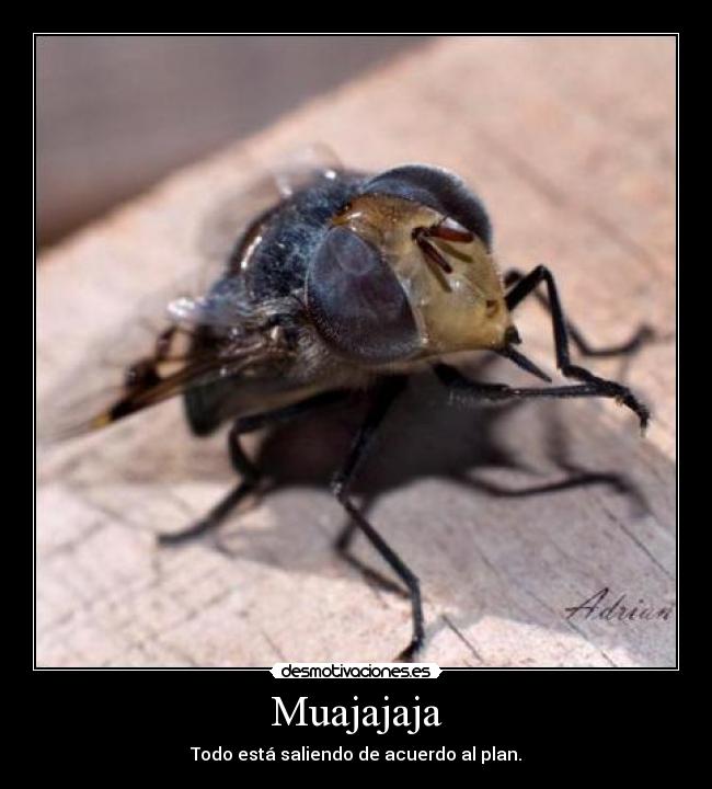 Muajajaja - 
