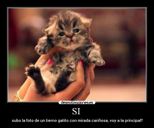 SI  - subo la foto de un tierno gatito con mirada cariñosa, voy a la principal?