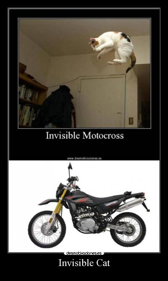 Invisible Cat - 