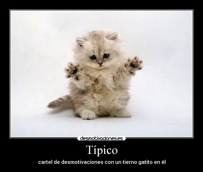 Típico - cartel de desmotivaciones con un tierno gatito en él