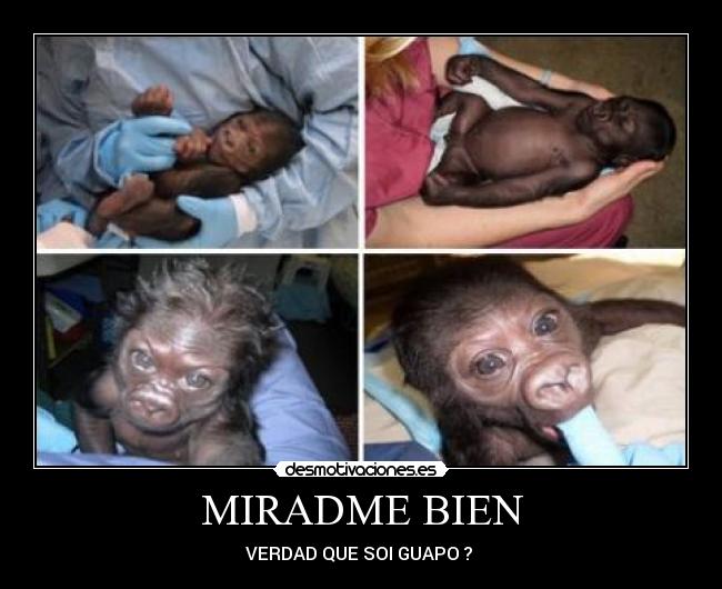 MIRADME BIEN - VERDAD QUE SOI GUAPO ? 