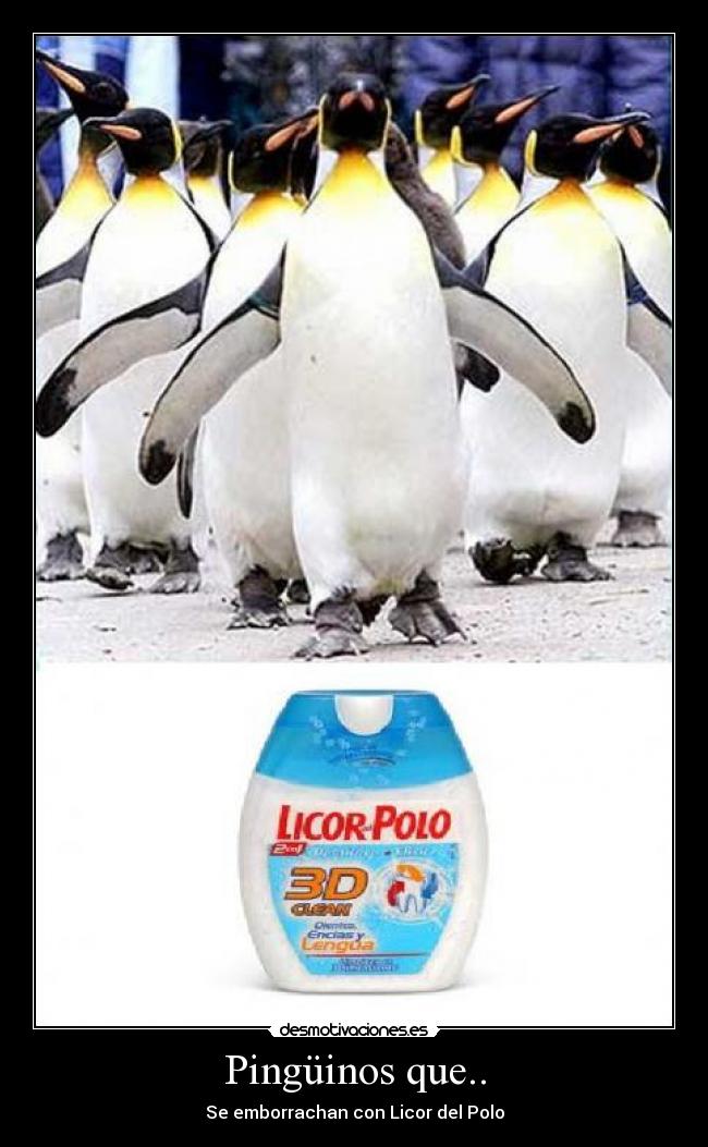 Pingüinos que.. - Se emborrachan con Licor del Polo
