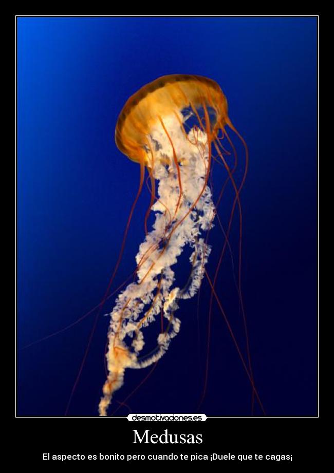 Medusas -
