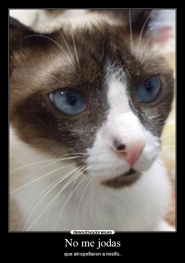 No me jodas - que atropellaron a misifú..