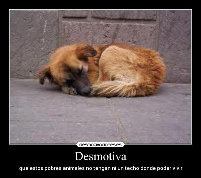 Desmotiva - que estos pobres animales no tengan ni un techo donde poder vivir
