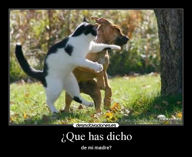 carteles gato desmotivaciones