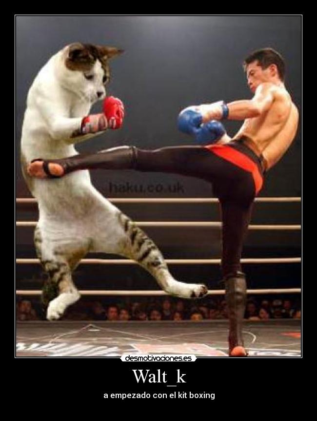 Walt_k - a empezado con el kit boxing
