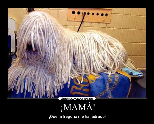 ¡MAMÁ! - ¡Que la fregona me ha ladrado!