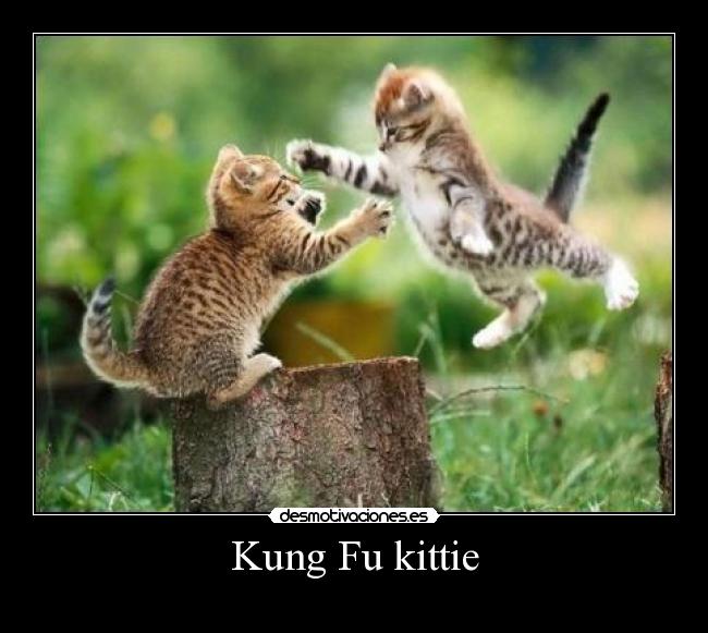 Kung Fu kittie -