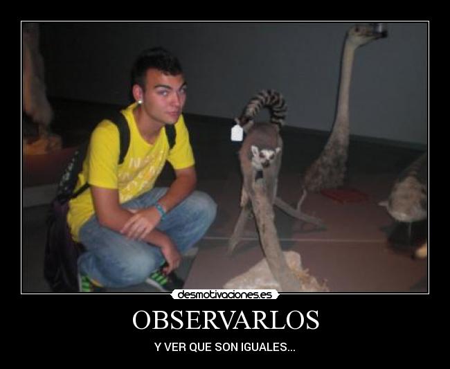 OBSERVARLOS -