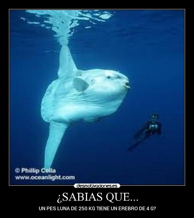 ¿SABIAS QUE... -