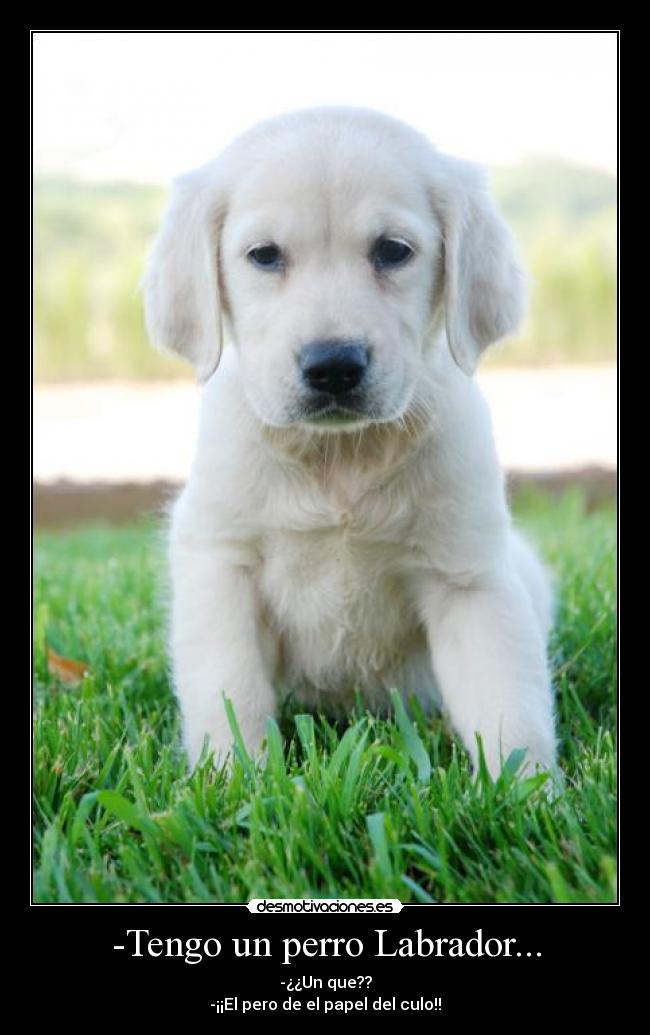 -Tengo un perro Labrador... -