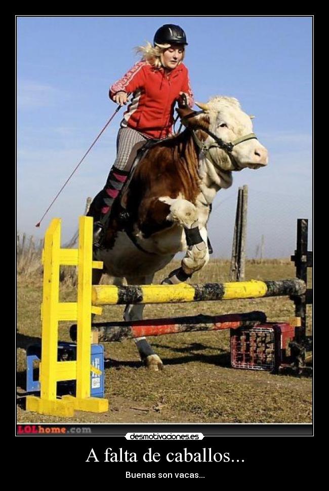 A falta de caballos... - Buenas son vacas...