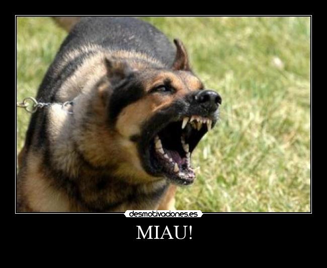 MIAU! - 