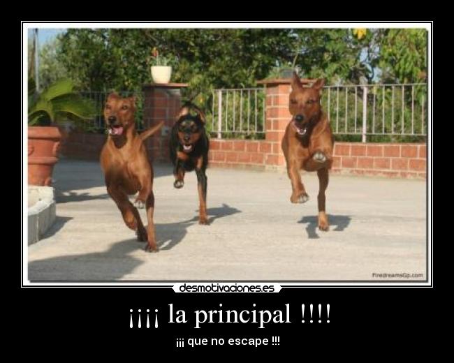 ¡¡¡¡ la principal !!!! - ¡¡¡ que no escape !!!