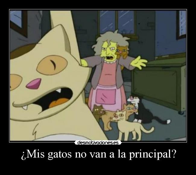 ¿Mis gatos no van a la principal? - 