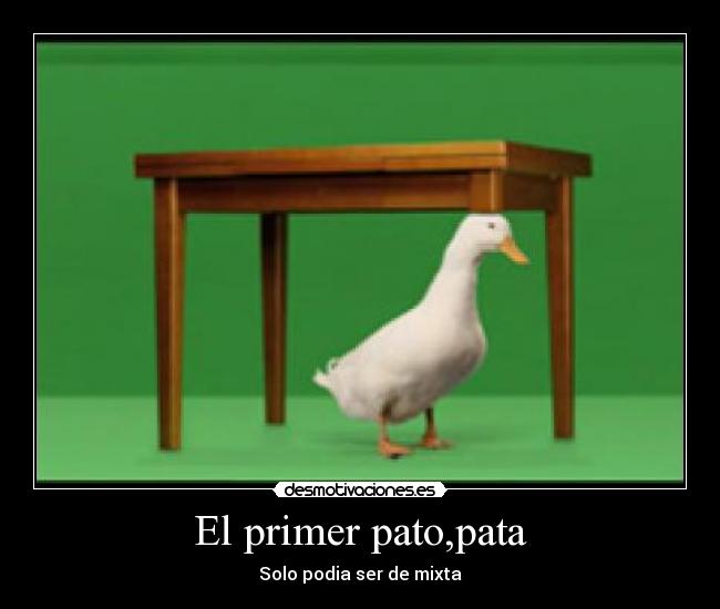 El primer pato,pata - 