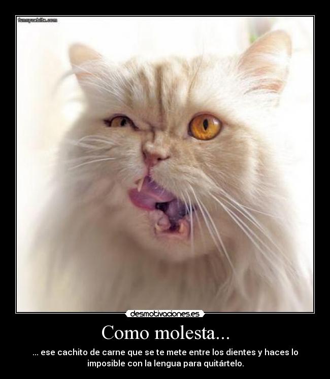 Como molesta... - 
