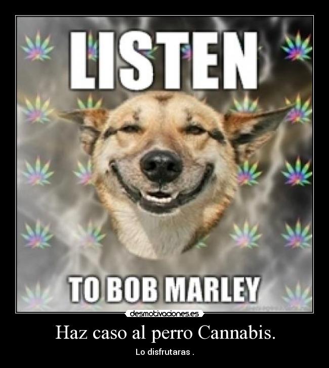 carteles perro bob marley cannabis desmotivaciones