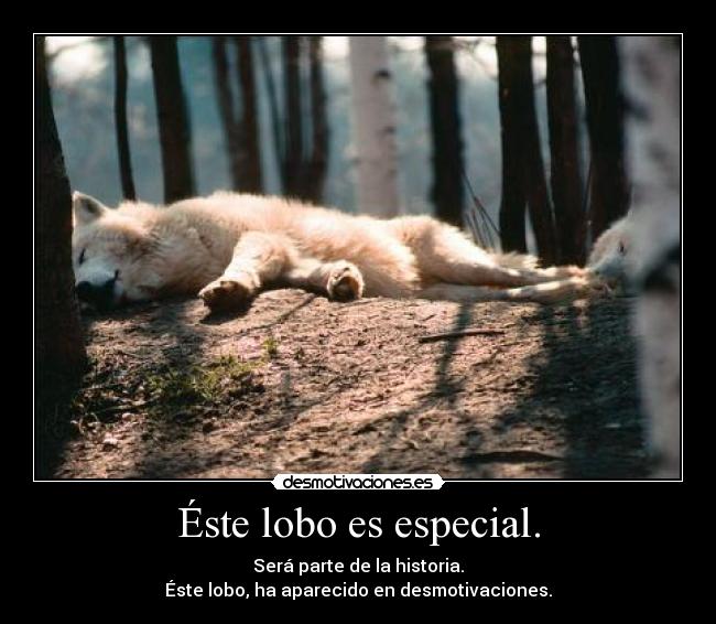 Éste lobo es especial. - 