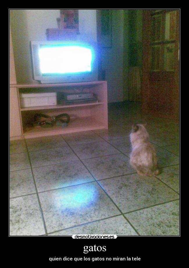 gatos -