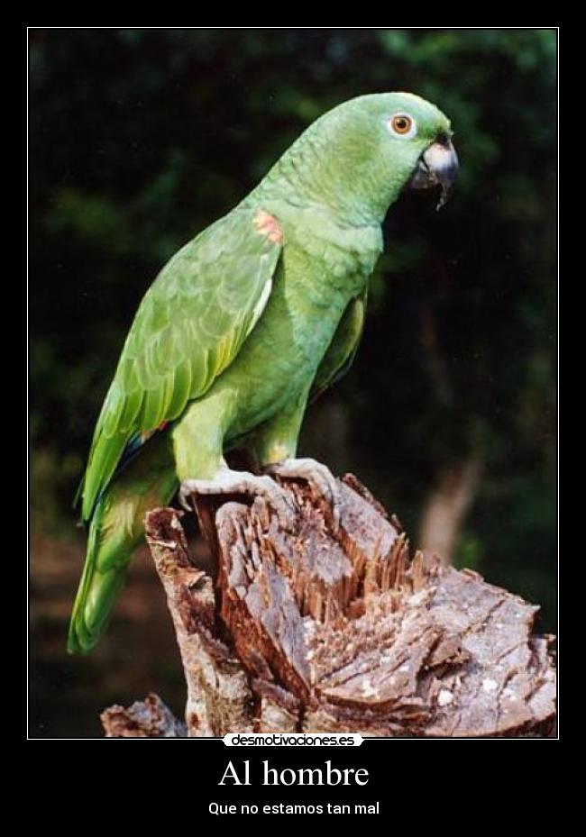 Al hombre - Que no estamos tan mal