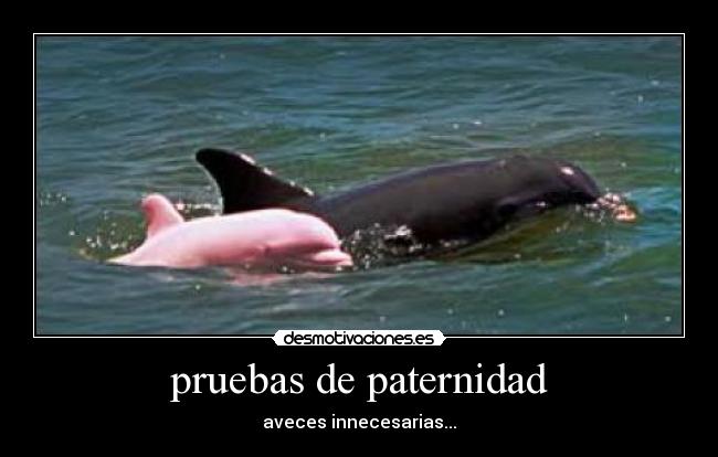 pruebas de paternidad -