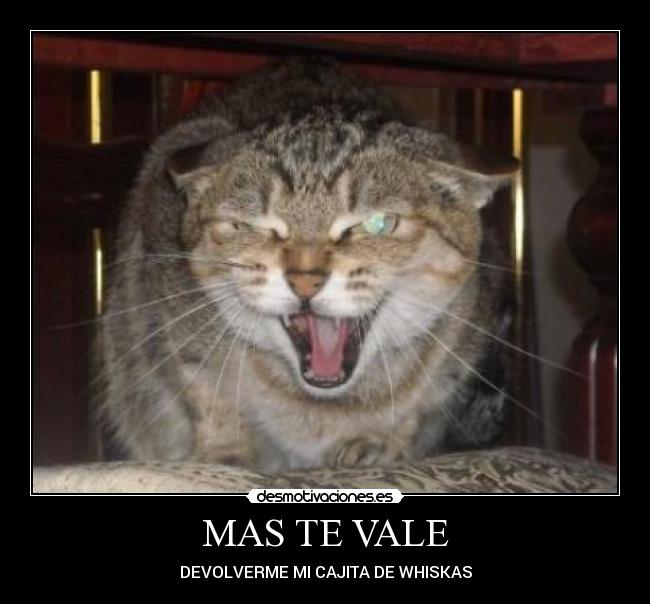 MAS TE VALE - DEVOLVERME MI CAJITA DE WHISKAS