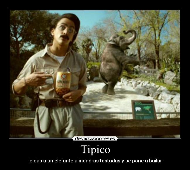 Tipico - le das a un elefante almendras tostadas y se pone a bailar