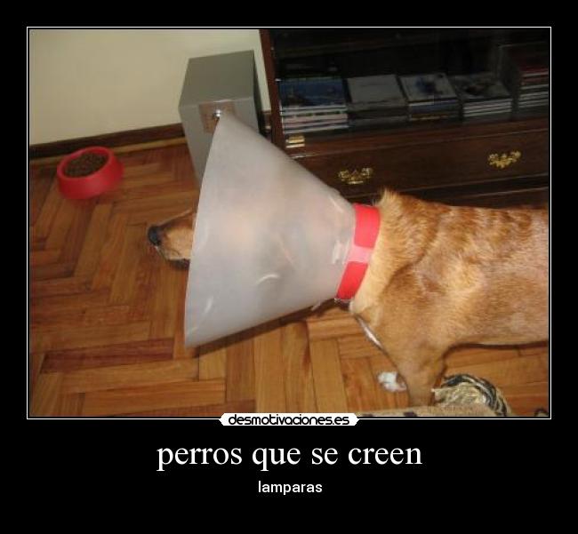perros que se creen - lamparas
