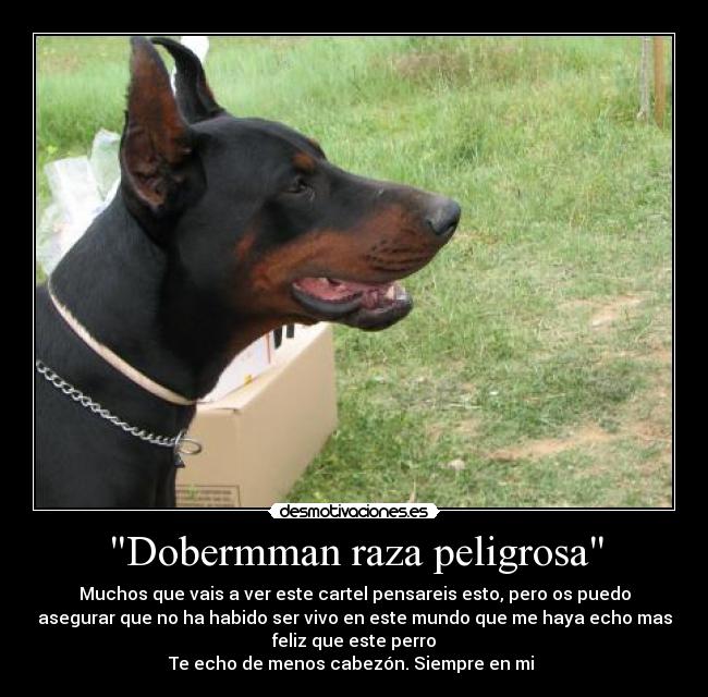 Dobermman raza peligrosa - Muchos que vais a ver este cartel pensareis esto, pero os puedo
asegurar que no ha habido ser vivo en este mundo que me haya echo mas
feliz que este perro
Te echo de menos cabezón. Siempre en mi