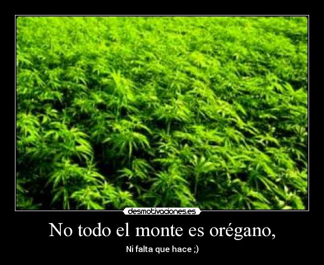 No todo el monte es orégano, -