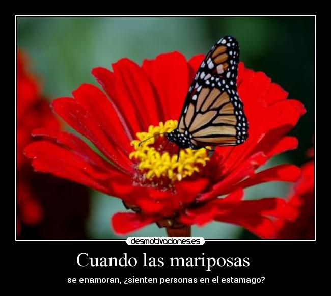Cuando las mariposas -