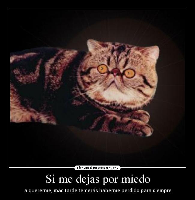 Si me dejas por miedo - a quererme, más tarde temerás haberme perdido para siempre