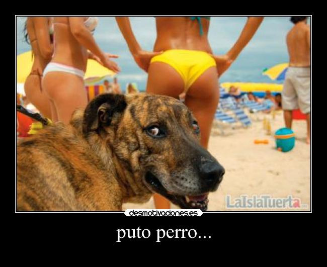 puto perro... - 