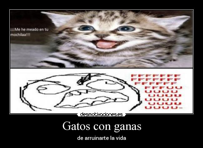 Gatos con ganas - 