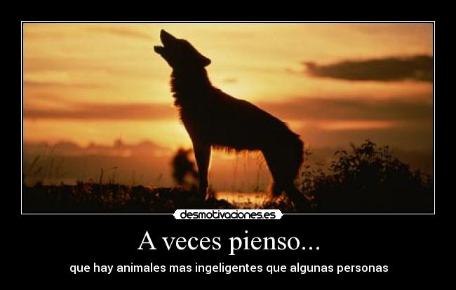 A veces pienso... - que hay animales mas ingeligentes que algunas personas