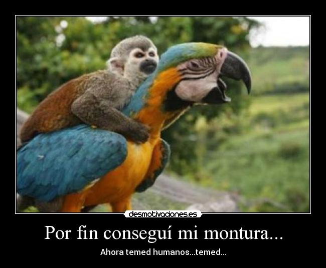 Por fin conseguí mi montura... - 