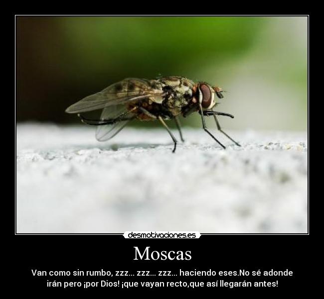 Moscas - 
