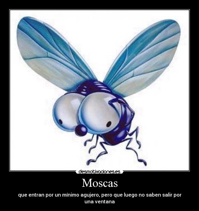 Moscas - que entran por un mínimo agujero, pero que luego no saben salir por una ventana