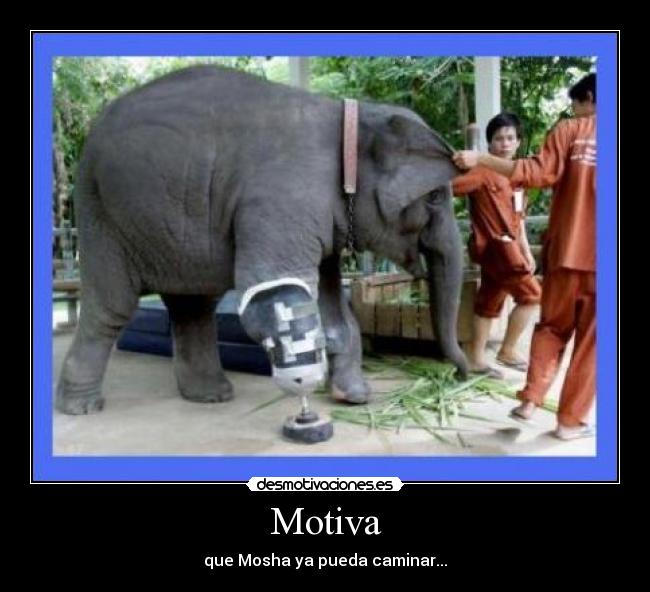 Motiva - que Mosha ya pueda caminar...