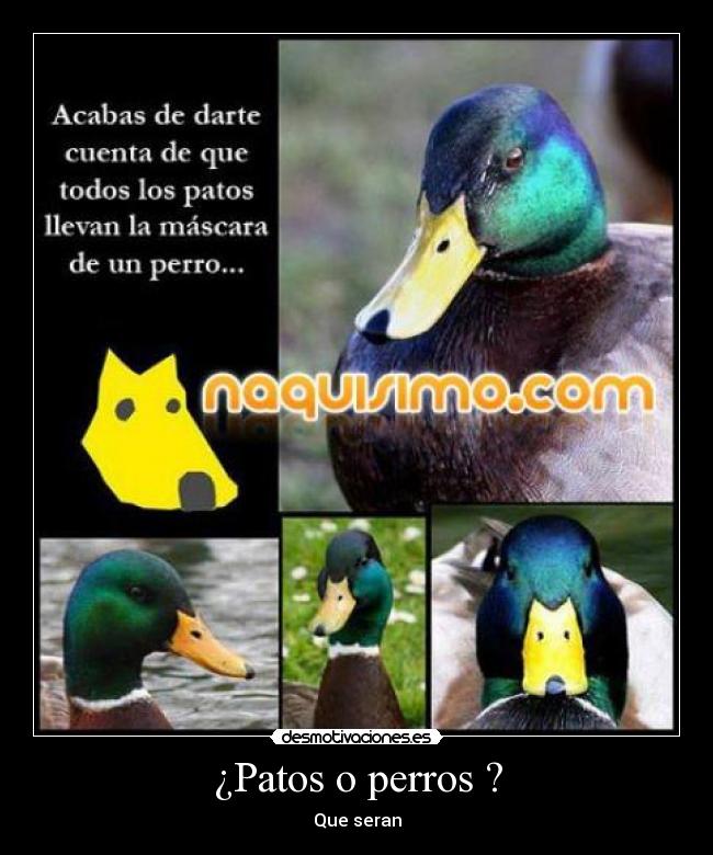 ¿Patos o perros ? - Que seran