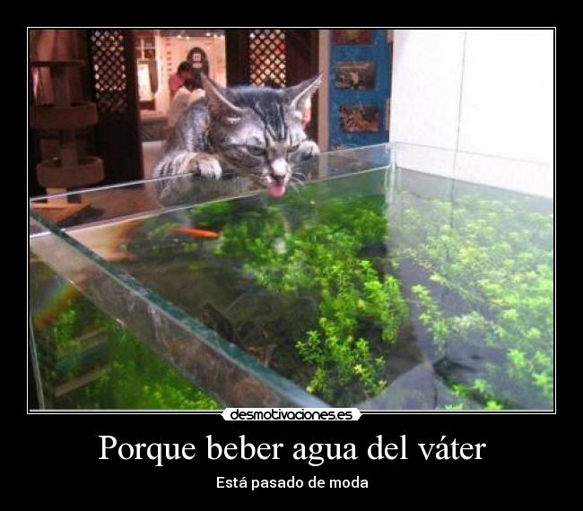 Porque beber agua del váter -