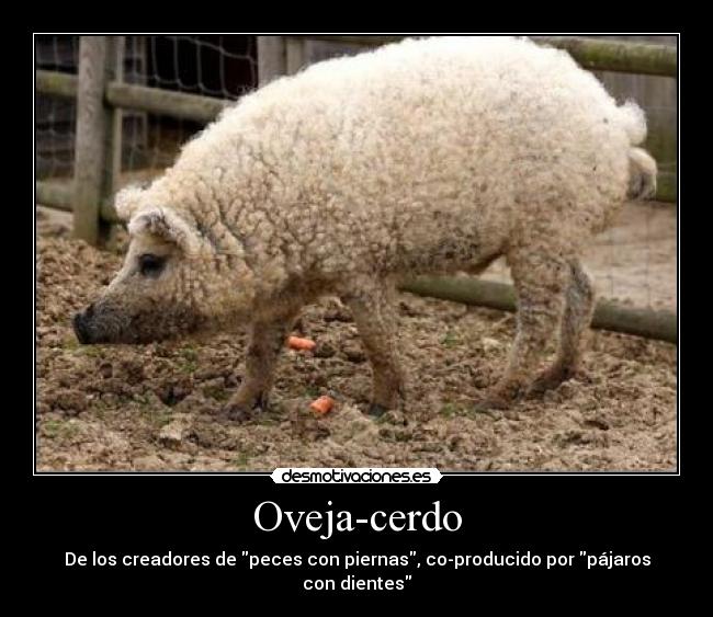 Oveja-cerdo - De los creadores de peces con piernas, co-producido por pájaros con dientes