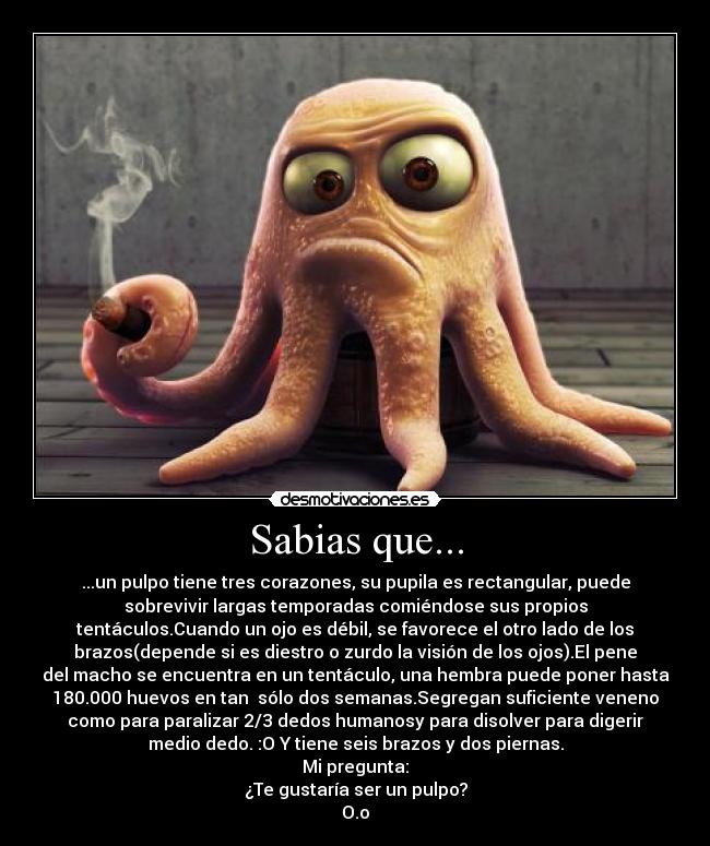 Sabias que... - ...un pulpo tiene tres corazones, su pupila es rectangular, puede
sobrevivir largas temporadas comiéndose sus propios
tentáculos.Cuando un ojo es débil, se favorece el otro lado de los
brazos(depende si es diestro o zurdo la visión de los ojos).El pene
del macho se encuentra en un tentáculo, una hembra puede poner hasta
180.000 huevos en tan  sólo dos semanas.Segregan suficiente veneno
como para paralizar 2/3 dedos humanosy para disolver para digerir
medio dedo. :O Y tiene seis brazos y dos piernas.
Mi pregunta:
¿Te gustaría ser un pulpo?
O.o