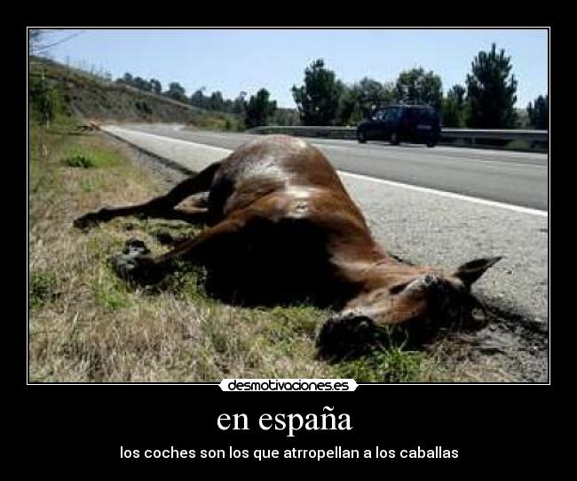 en españa - los coches son los que atrropellan a los caballas